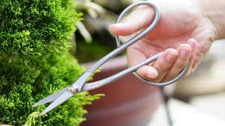 盆栽買取業者が伝える！高く盆栽を売る方法