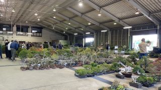 全国対応している盆栽買取業者はどこ？即日対応もしているの？