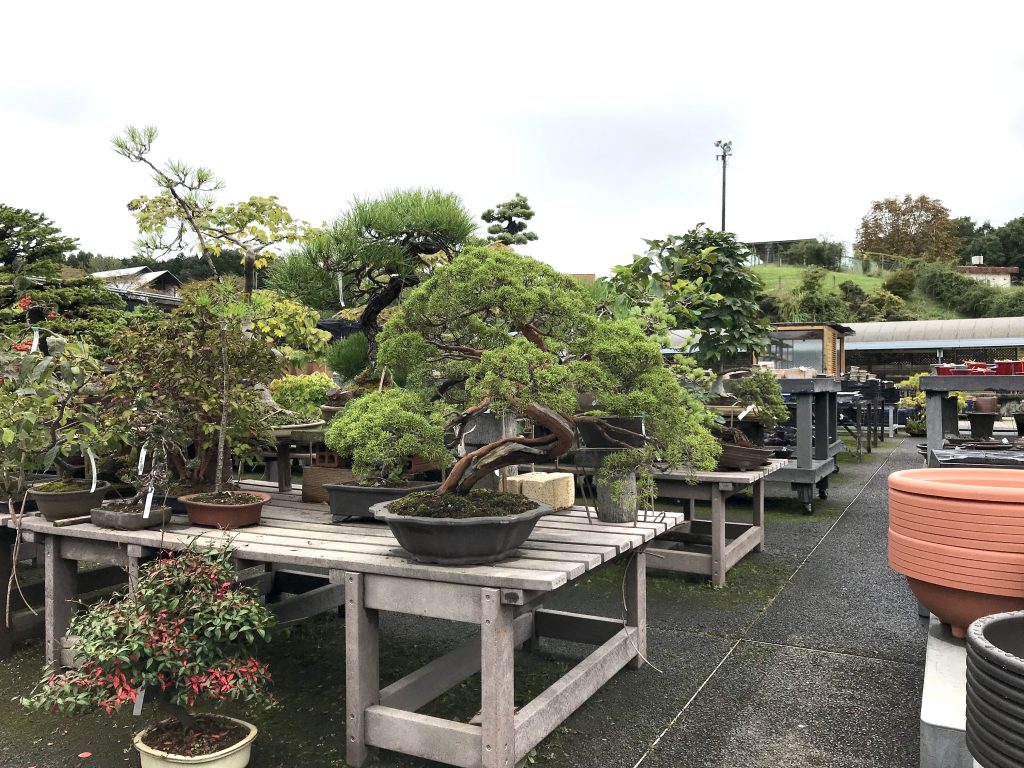 盆栽置き場