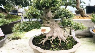 栃木県から盆栽をお売りになりたい方へ