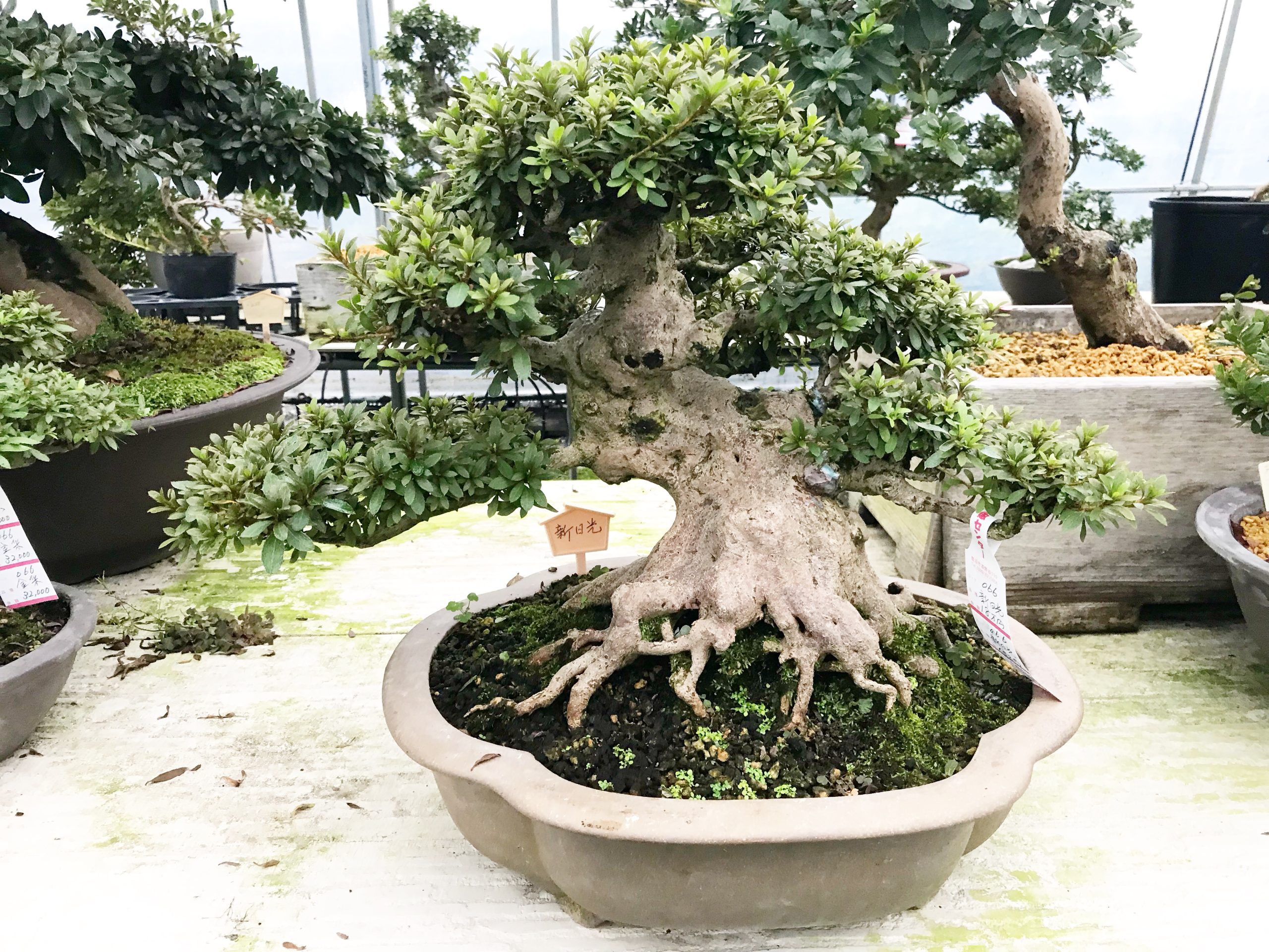 栃木県から盆栽をお売りになりたい方へ