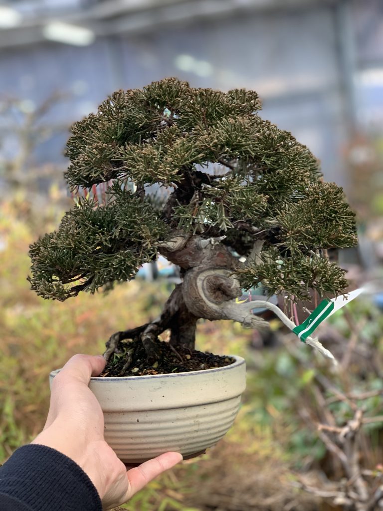真柏盆栽