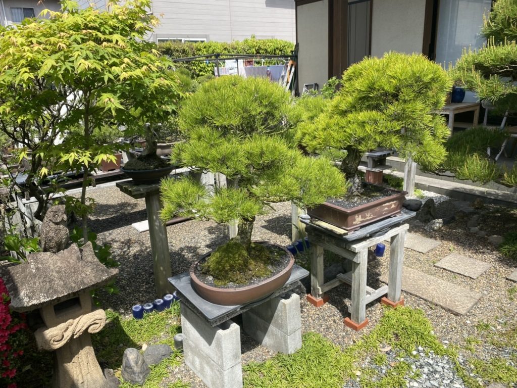 盆栽の棚