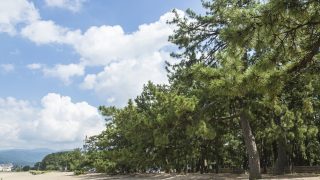 福井県から盆栽をお売りになりたい方へ