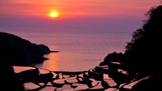 佐賀県から盆栽をお売りになりたい方へ