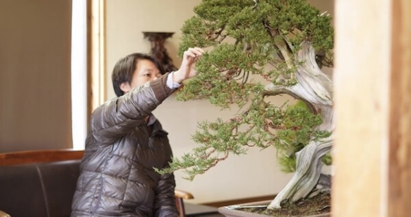 職人による盆栽の手入れ