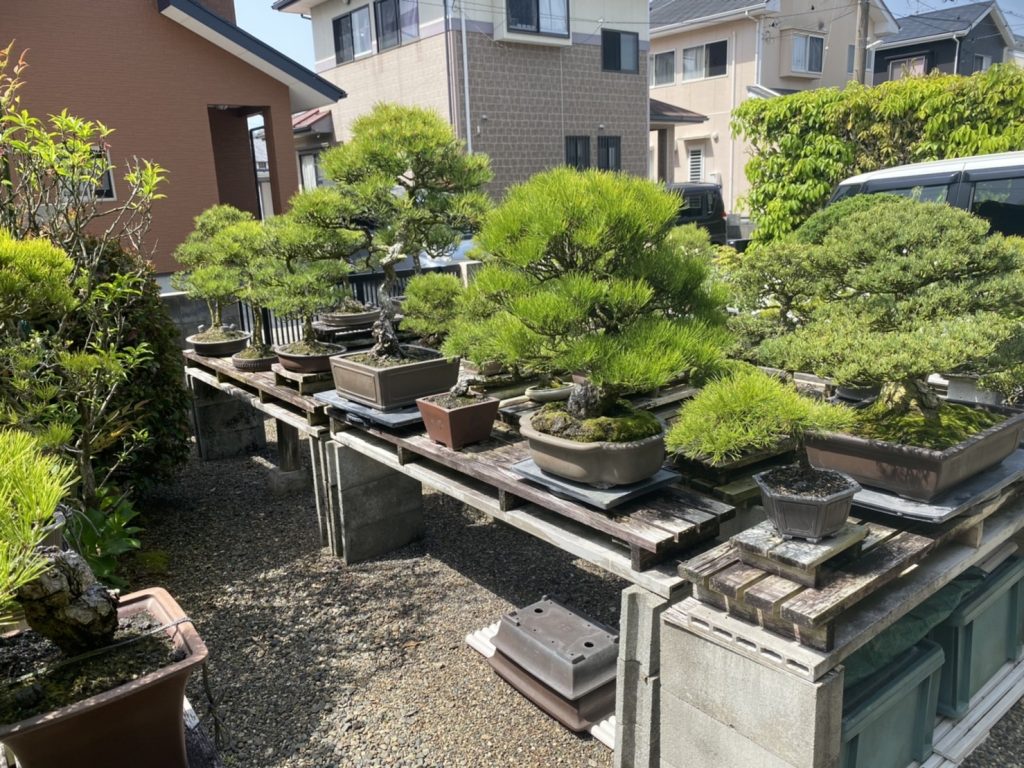 盆栽置き場