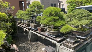 買い取ってもらった盆栽はどうなるの？