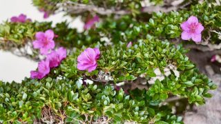 皐月盆栽は5月までの売却で、高価買取