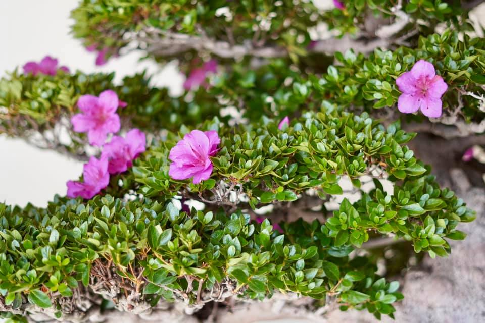 皐月盆栽は5月までの売却で、高価買取