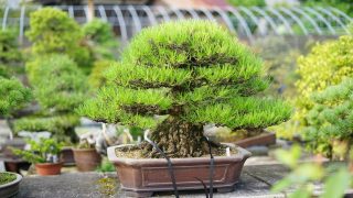 GW・ゴールデンウィークに盆栽を売った方が良い理由！