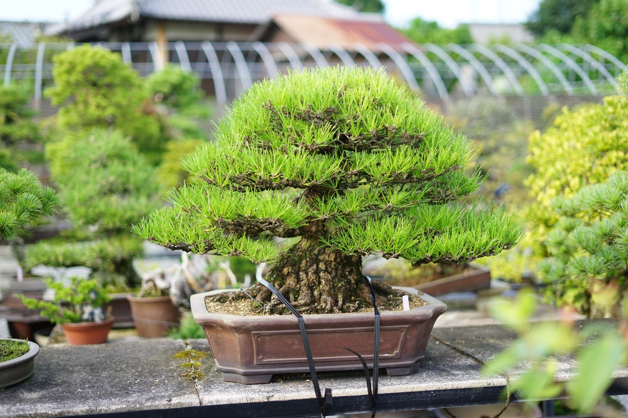 GW・ゴールデンウィークに盆栽を売った方が良い理由！