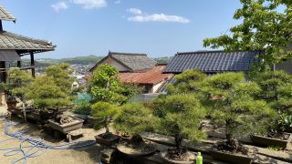 建設業者さん、盆栽があったら捨てないで！