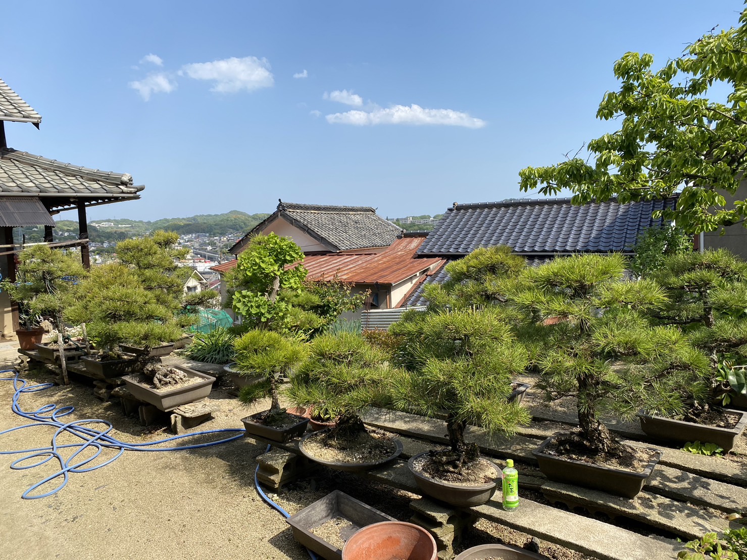 建設業者さん、盆栽があったら捨てないで！