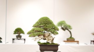 船橋市から盆栽をお売りになりたい方へ