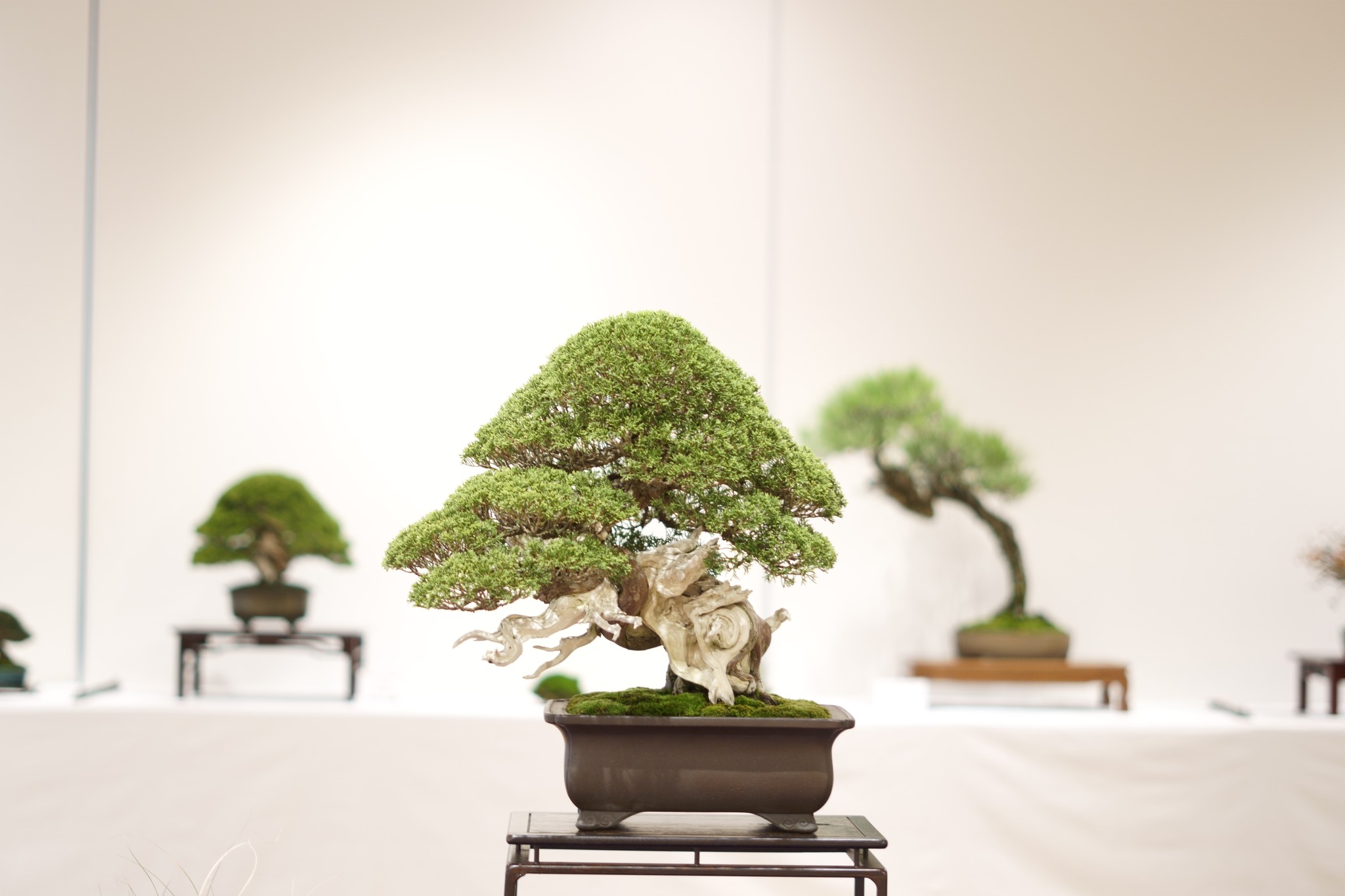 船橋市から盆栽をお売りになりたい方へ