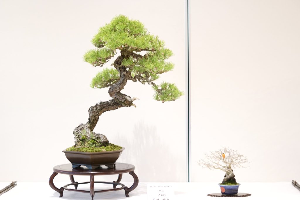 赤松盆栽