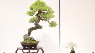 暑い夏！盆栽買取には気をつけて