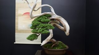 仙台市から盆栽をお売りになりたい方へ