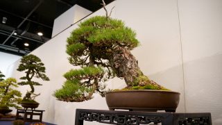 足立区から盆栽をお売りになりたい方へ