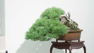 神戸から盆栽をお売りになりたい方へ