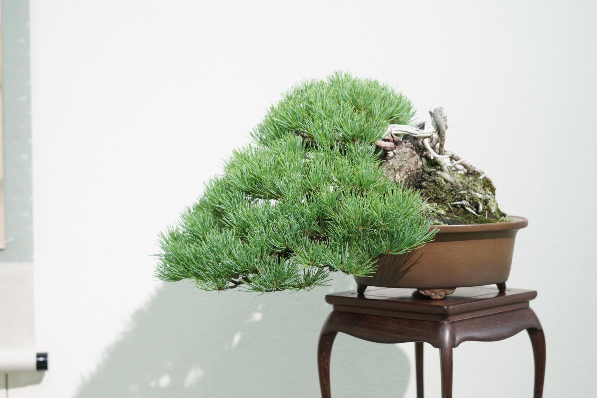 神戸から盆栽をお売りになりたい方へ