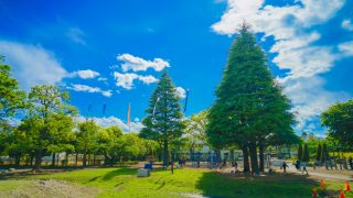 世田谷区から盆栽をお売りになりたい方へ