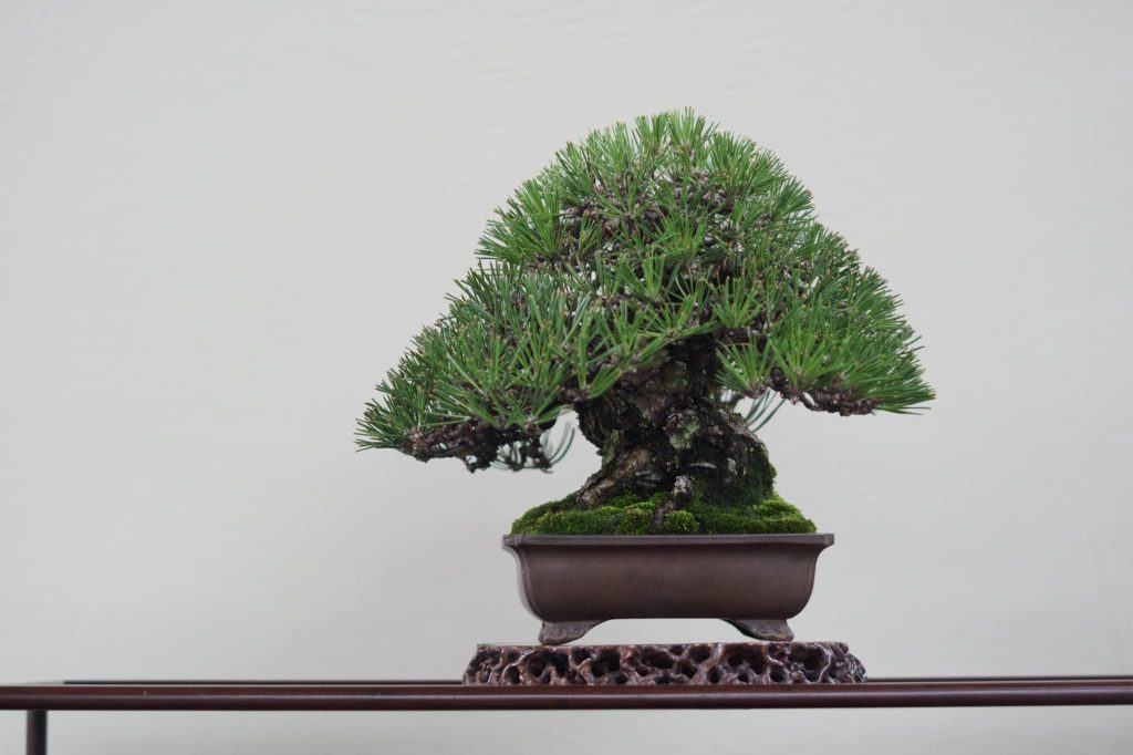 黒松盆栽
