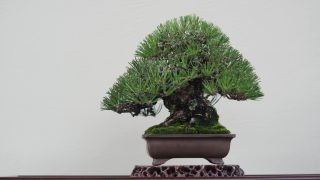 姫路市から盆栽をお売りになりたい方へ