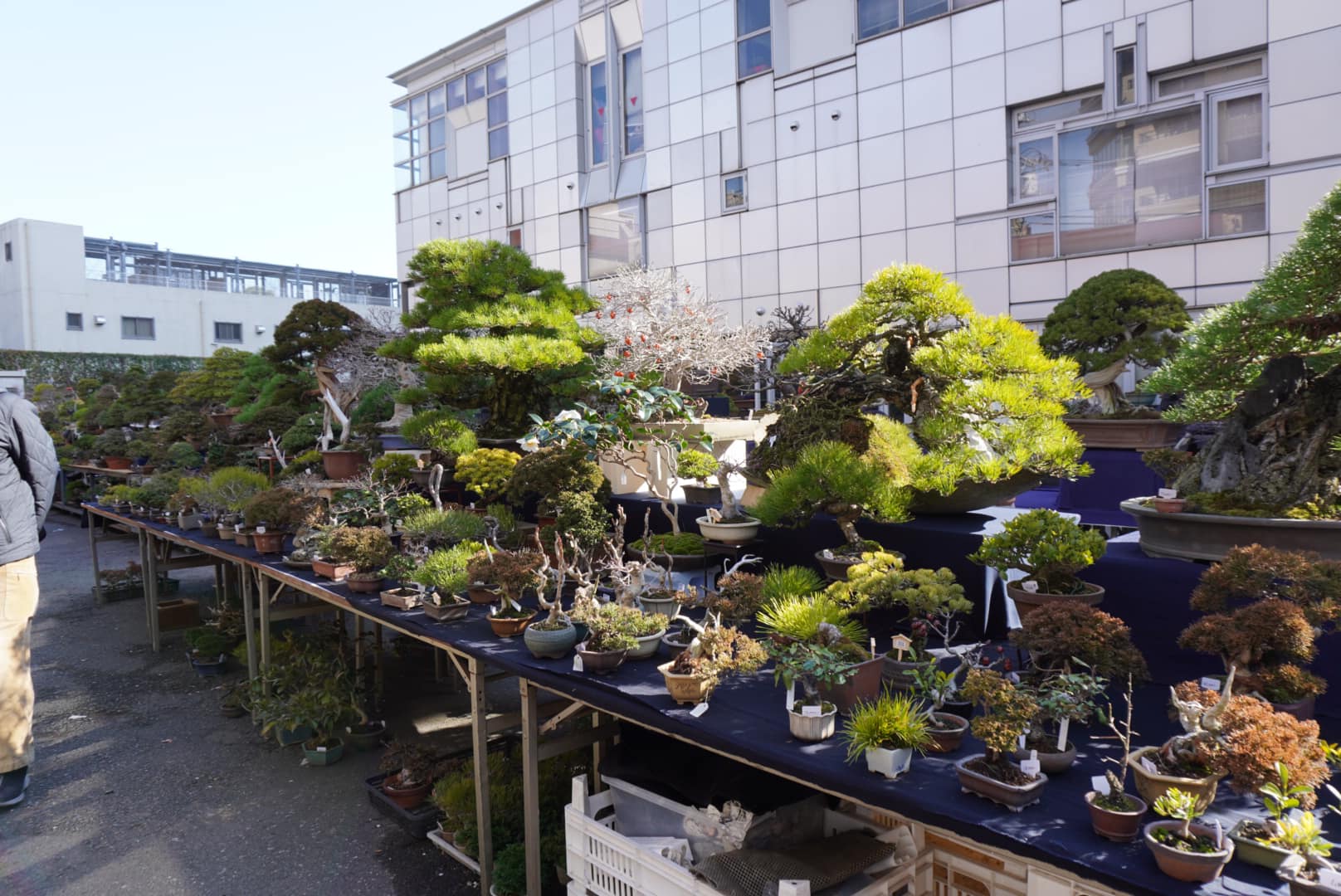 秋は最も盆栽を高値で買取できる季節？！