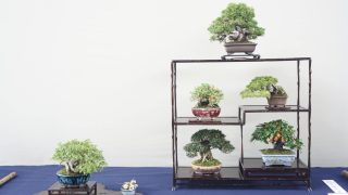 年末年始は盆栽売却におすすめの季節です。盆栽買取なら岳盆栽へ