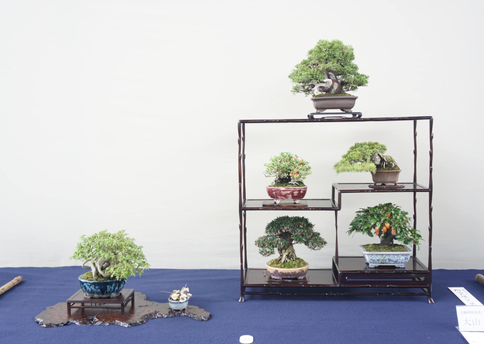 年末年始は盆栽売却におすすめの季節です。盆栽買取なら岳盆栽へ