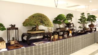 四十九日が終わるまでは置いておきたい。【盆栽愛好家の家族が亡くなった時にお願いしたいこと】