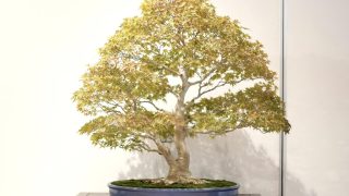 【プロが教える】失敗しない盆栽買取業者の選び方4選：買取実績と専門性を見極める