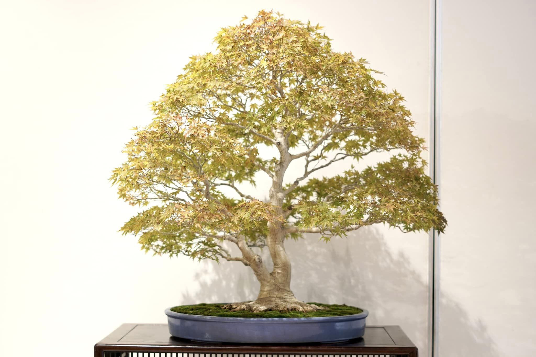 【プロが教える】失敗しない盆栽買取業者の選び方4選：買取実績と専門性を見極める