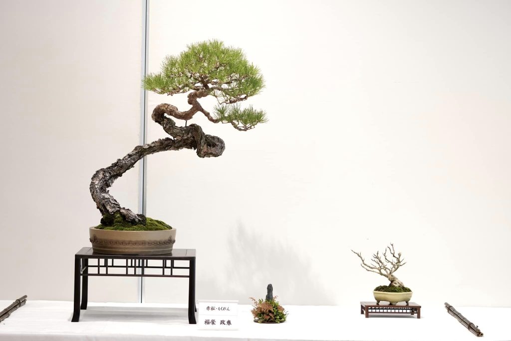 赤松の盆栽