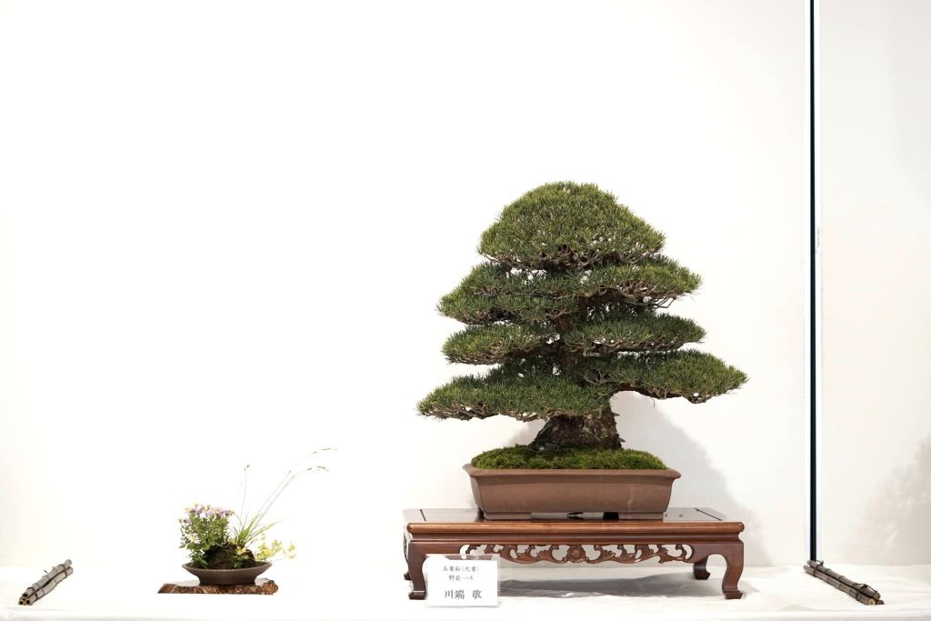 五葉松の盆栽