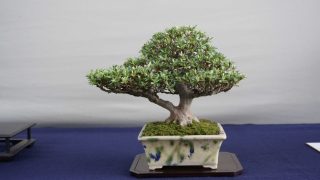 盆栽を売りたい！買取査定の流れと注意点