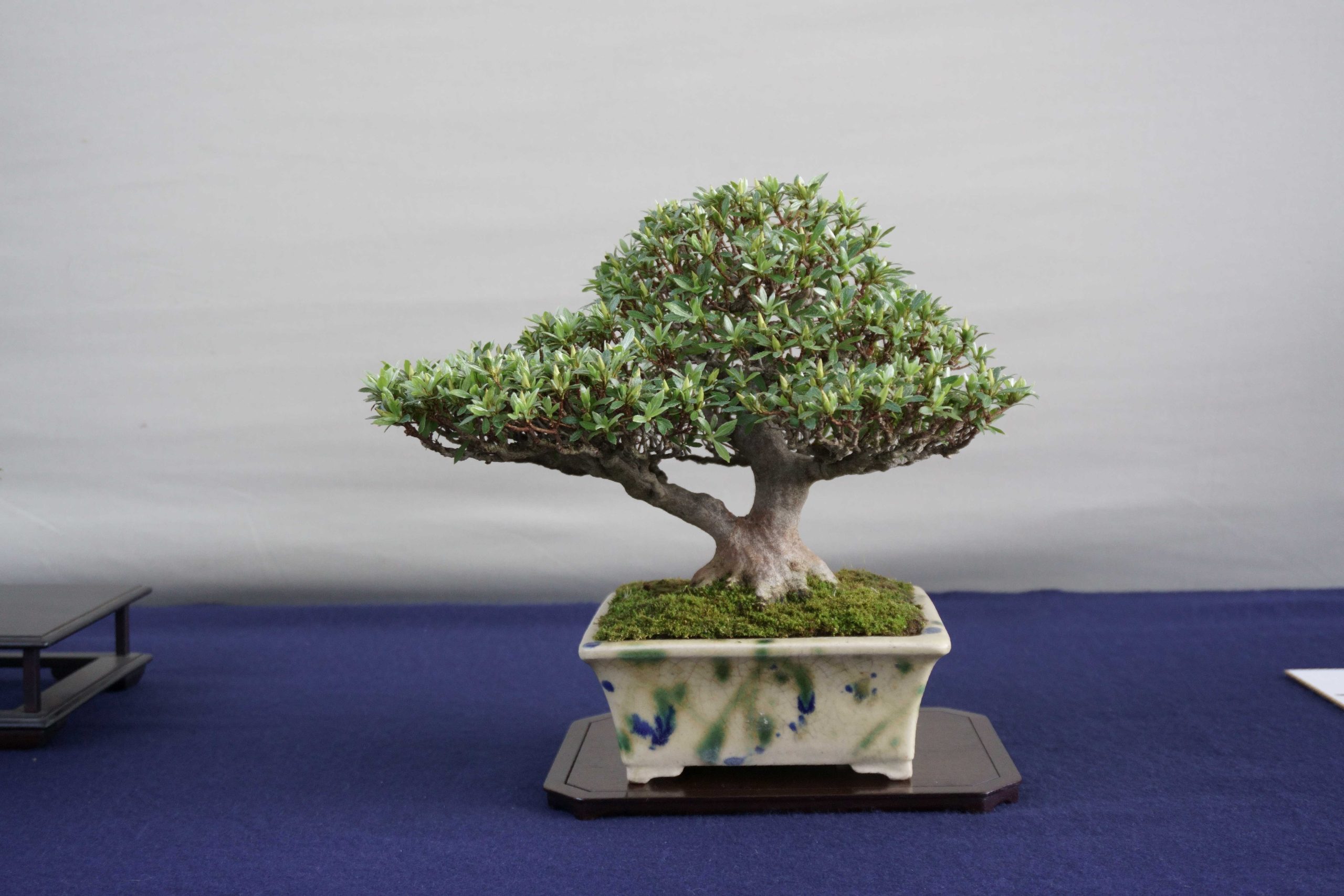 盆栽を売りたい！買取査定の流れと注意点