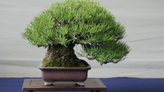 高齢者向け｜盆栽の整理・買取方法と注意点