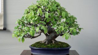 第32回 春雅展 にお伺いしました