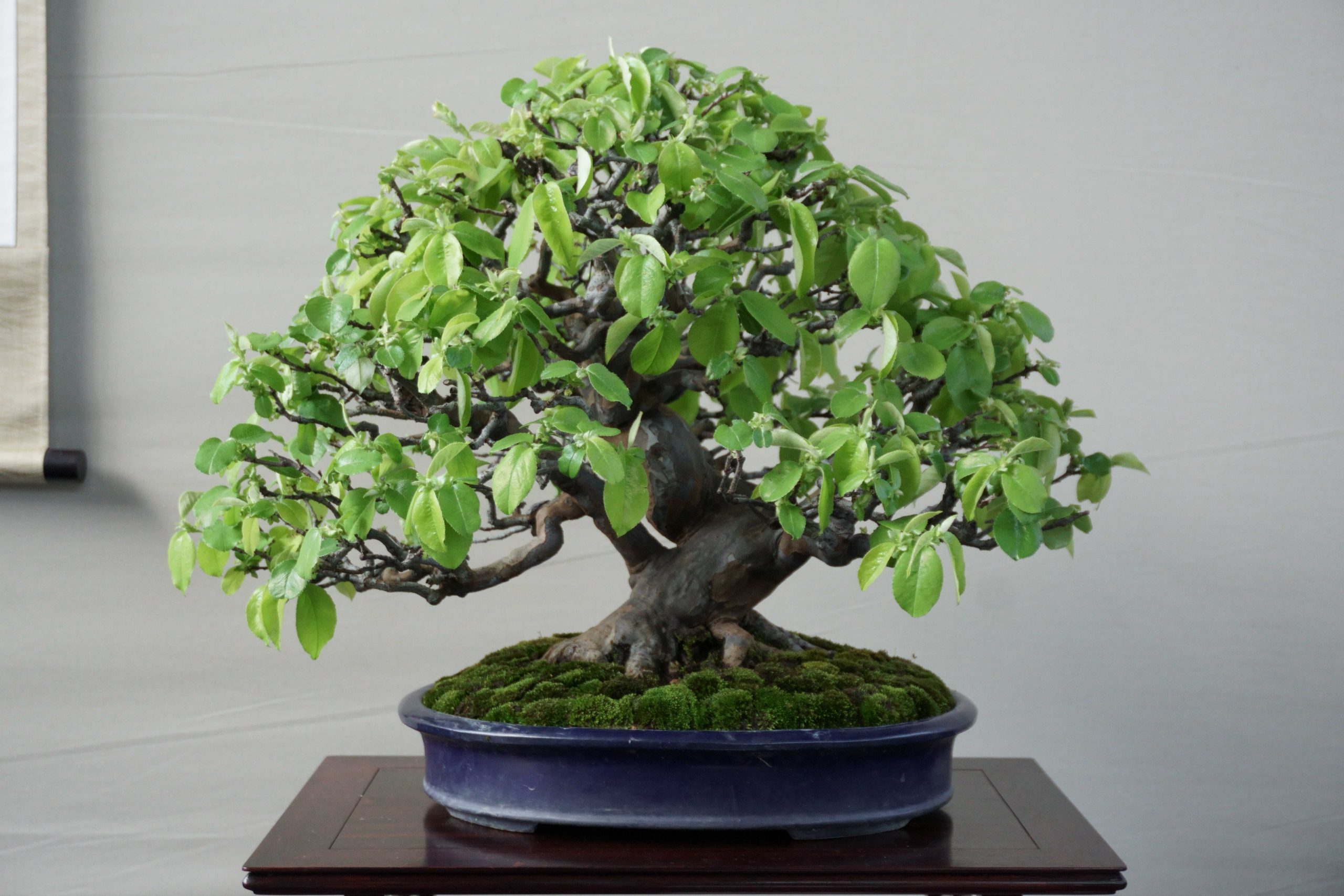 東北地方の盆栽買取なら岳盆栽へご相談ください – 岳盆栽