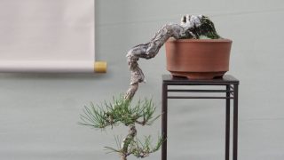 関西の盆栽買取なら岳盆栽にご相談ください。