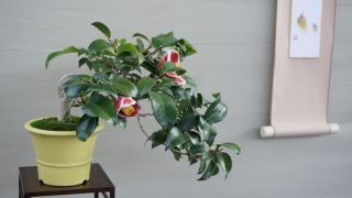 富山市から盆栽をお売りになりたい方へ