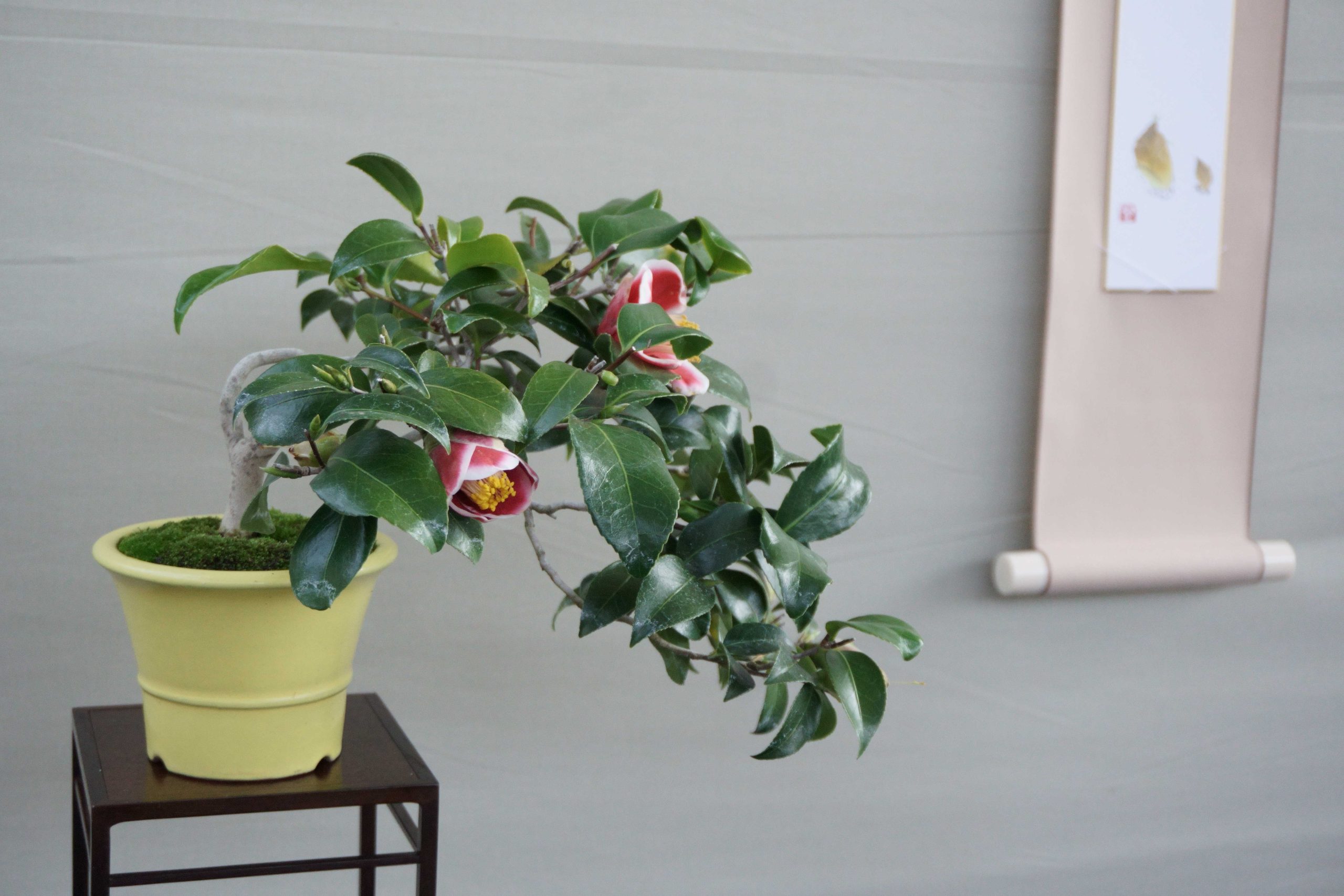 富山市から盆栽をお売りになりたい方へ