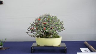四国地方の盆栽買取なら岳盆栽にご相談ください