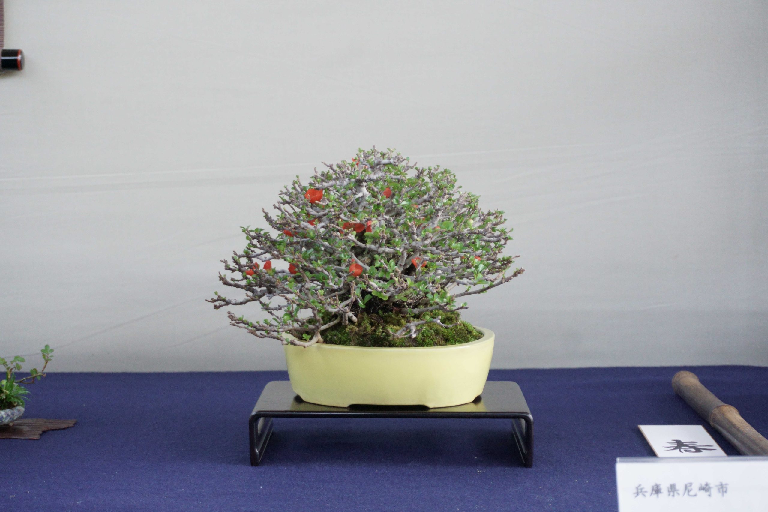 四国地方の盆栽買取なら岳盆栽にご相談ください