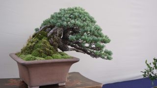 GWは盆栽売却のタイミング？酷暑の前に