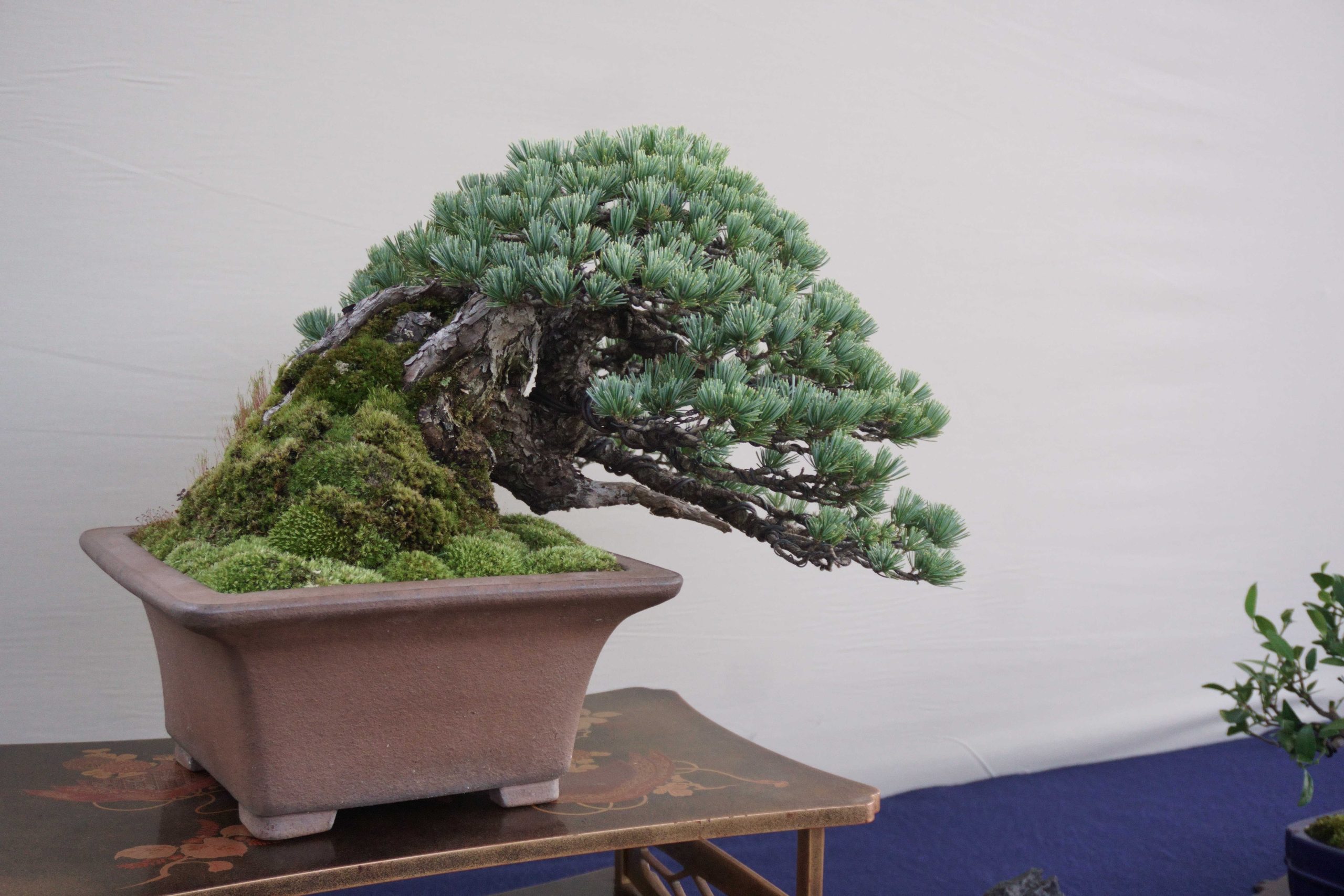 GWは盆栽売却のタイミング？酷暑の前に