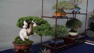 盆栽を高く売る方法｜プロが教える5つのコツ